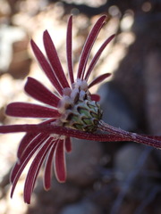 Ursinia pilifera