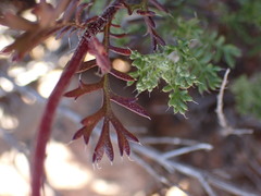 Ursinia pilifera