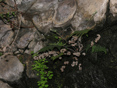 Aleuritopteris farinosa