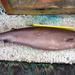 Tiburón Cigarro - Photo 
NOAA Observer Project, sin restricciones conocidas de derechos (dominio público)