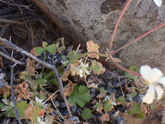 Pelargonium stipulaceum