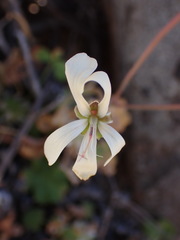 Pelargonium stipulaceum