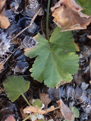 Pelargonium stipulaceum