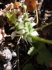 Pelargonium stipulaceum