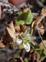 Pelargonium stipulaceum
