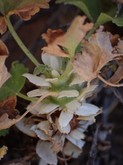 Pelargonium stipulaceum