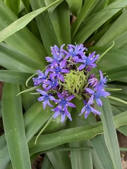 Scilla peruviana