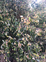 Styrax officinalis
