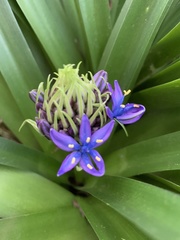 Scilla peruviana