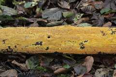 Phlebiodontia subochracea