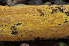 Phlebiodontia subochracea