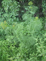 Arracacia tolucensis