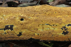 Phlebiodontia subochracea