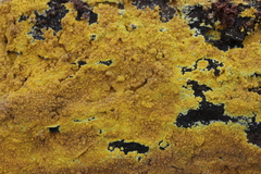 Phlebiodontia subochracea