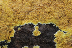 Phlebiodontia subochracea