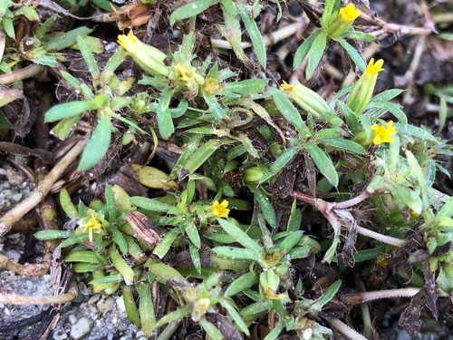 Pectis prostrata image