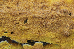 Phlebiodontia subochracea