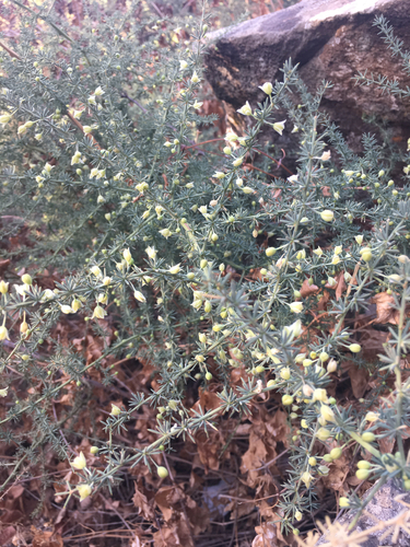 Mediterranean Asparagus
