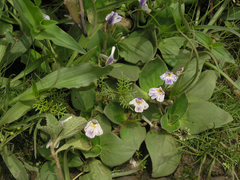 Plantain Craterostigma (Craterostigma plantagineum)