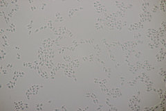 Phlebiodontia subochracea