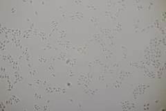 Phlebiodontia subochracea