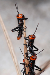 Tropidacris collaris