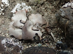 Dermatocarpon reticulatum