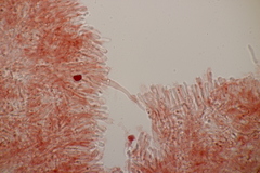 Phlebiodontia subochracea