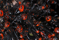 Tropidacris collaris