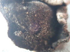 Dermatocarpon reticulatum