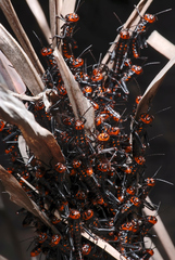 Tropidacris collaris