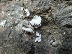 Dermatocarpon reticulatum