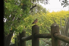 Turdus olivaceus pondoensis