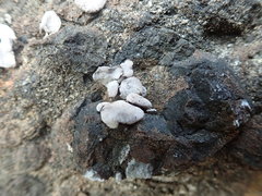 Dermatocarpon reticulatum