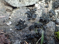 Lathagrium fuscovirens