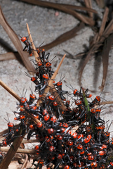 Tropidacris collaris