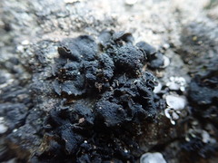 Lathagrium fuscovirens