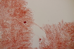 Phlebiodontia subochracea