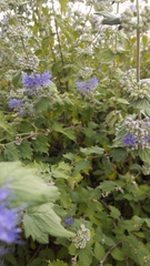 Caryopteris