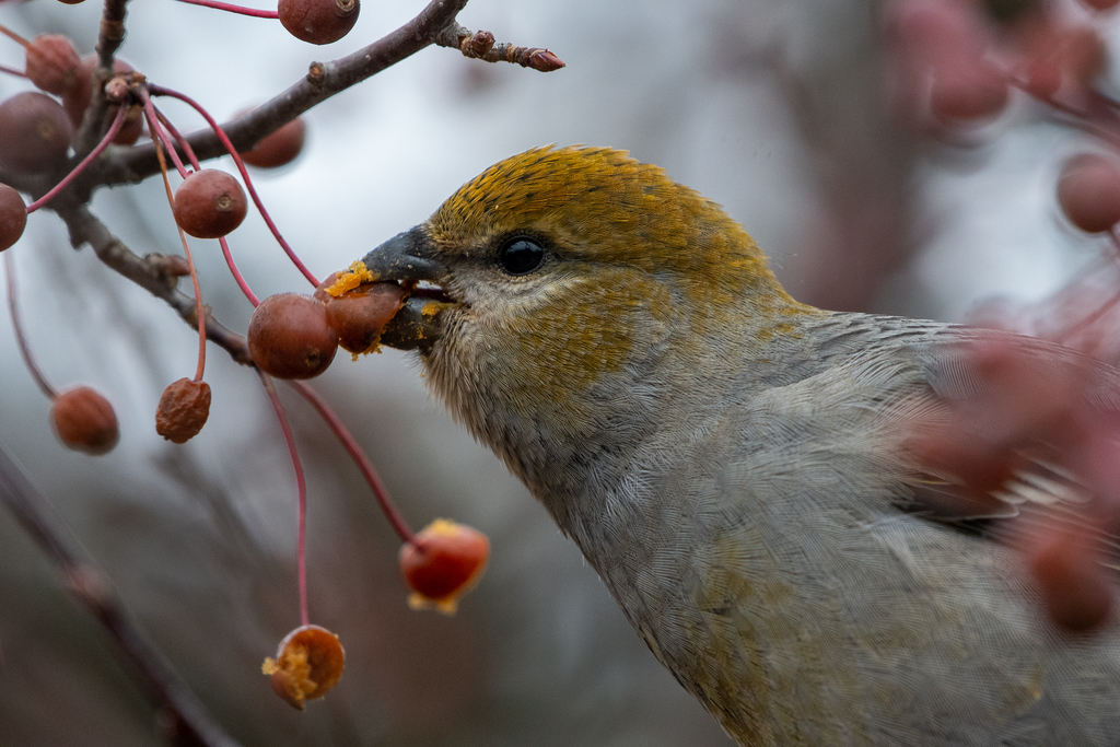 Pine Grosbeak (taiga)