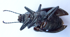 Helopini