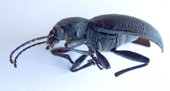 Helopini