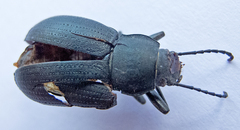 Helopini