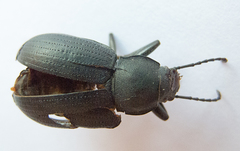 Helopini