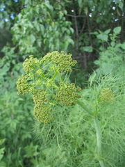 Arracacia tolucensis