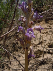 Phelipanche arenaria
