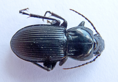 Pterostichus melas
