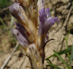 Phelipanche arenaria