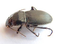 Pterostichus melas