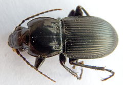 Pterostichus melas